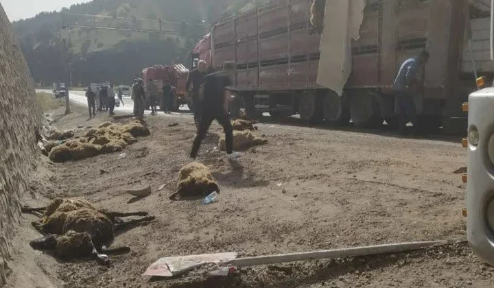 Siirt'te Devrilen TIR’ın Dorsesindeki 100 Koyun Telef Oldu!