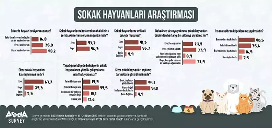 Yapılan Araştırmada Halkın Yüzde 53,7'si Sokak Hayvanlarını Tehlikeli Bulmuyor