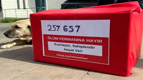 Ankara'da Hayvanseverler Sokak Köpekleri İçin 257 Bin İmzayı Bakanlığa İletti