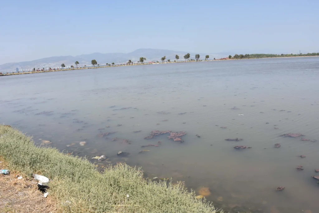 İzmir Körfezi Kahverengi ve Yeşile Büründü