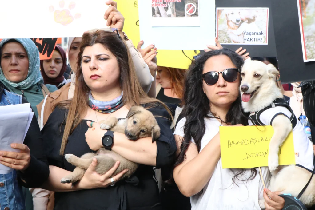 Şanlıurfa’da, Sokak Köpekleri İçin Eylem