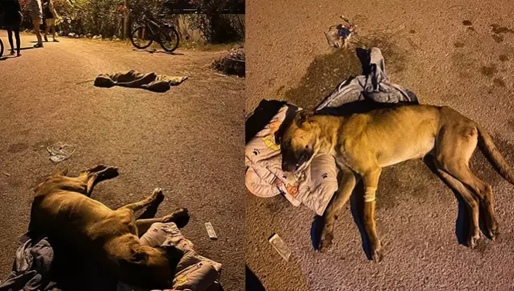 İzmir'de 6 Köpeği Zehirleyen Şüpheliyi Bulana 70 Bin TL Ödül