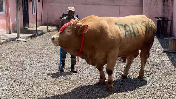 Kars'ta Yetişen 'Şahmurat' 300 Bin TL'ye Alıcı Buldu