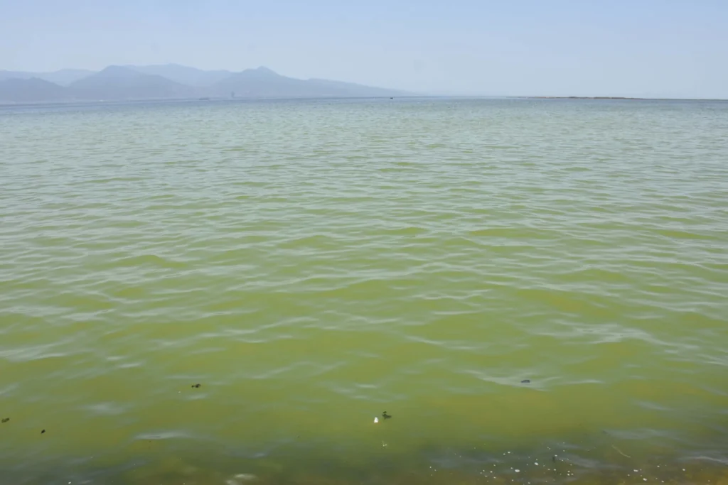 İzmir Körfezi Kahverengi ve Yeşile Büründü