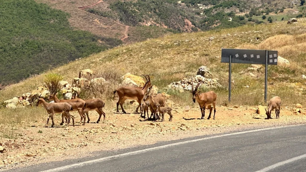 Tunceli'de İnsanlara Alışan Yaban Keçileri İçin Uzmanlar Uyarıyor, Tehlikeli Olabilir!