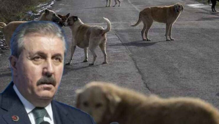 Mustafa Destici: Sokaklarımız Köpeklerden Temizlenmeli!