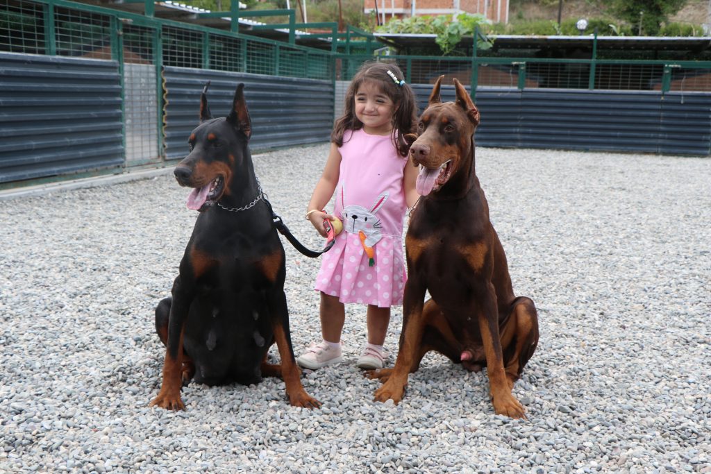 Azerbaycanlı Hekim, Kurduğu Çiftlikte 40'ı Aşkın Ülkeye Doberman Yetiştirip Gönderdi